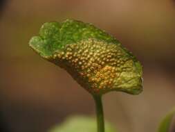 Image of Puccinia eatoniae Arthur 1904