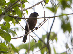 Image of Chestnut-bellied Seed Finch