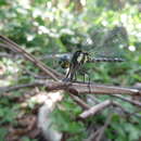 Image of Neodythemis klingi (Karsch 1890)