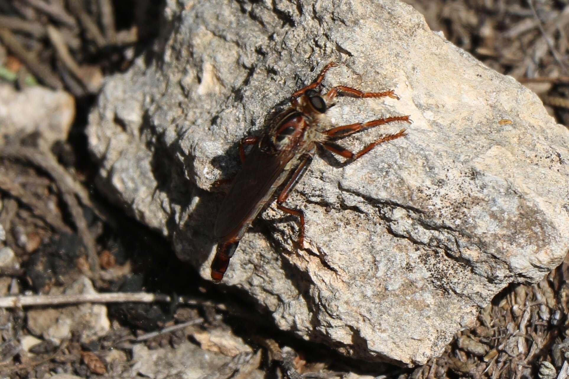 Image of <i>Scleropogon texanus</i>