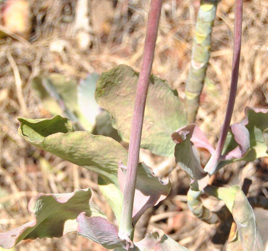 Imagem de Cotyledon barbeyi Schweinf. ex Penzig