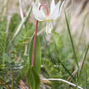 Image of yellow avalanche-lily