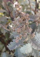 Imagem de Buddleja glomerata H. Wendl.