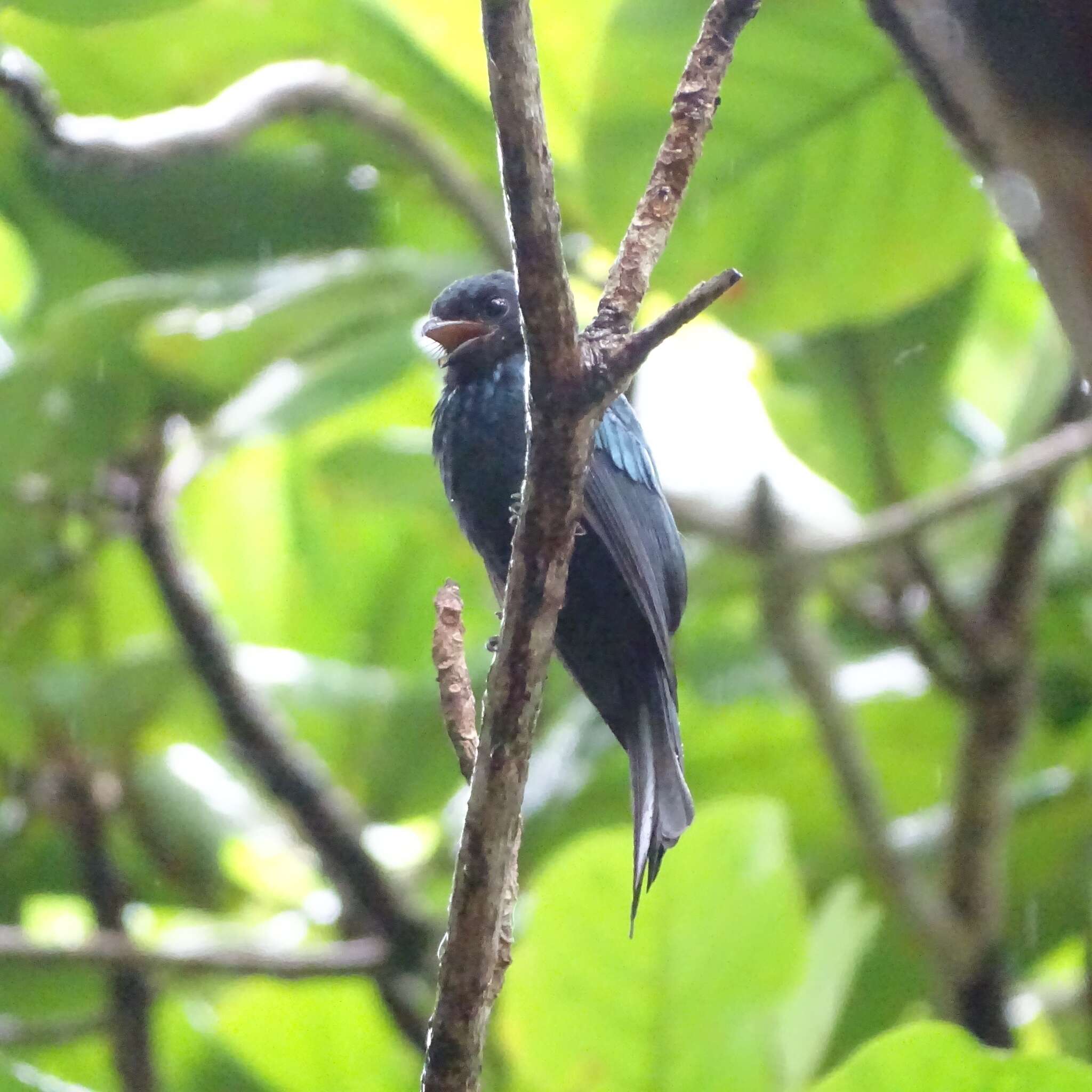 Image de Drongo bronzé