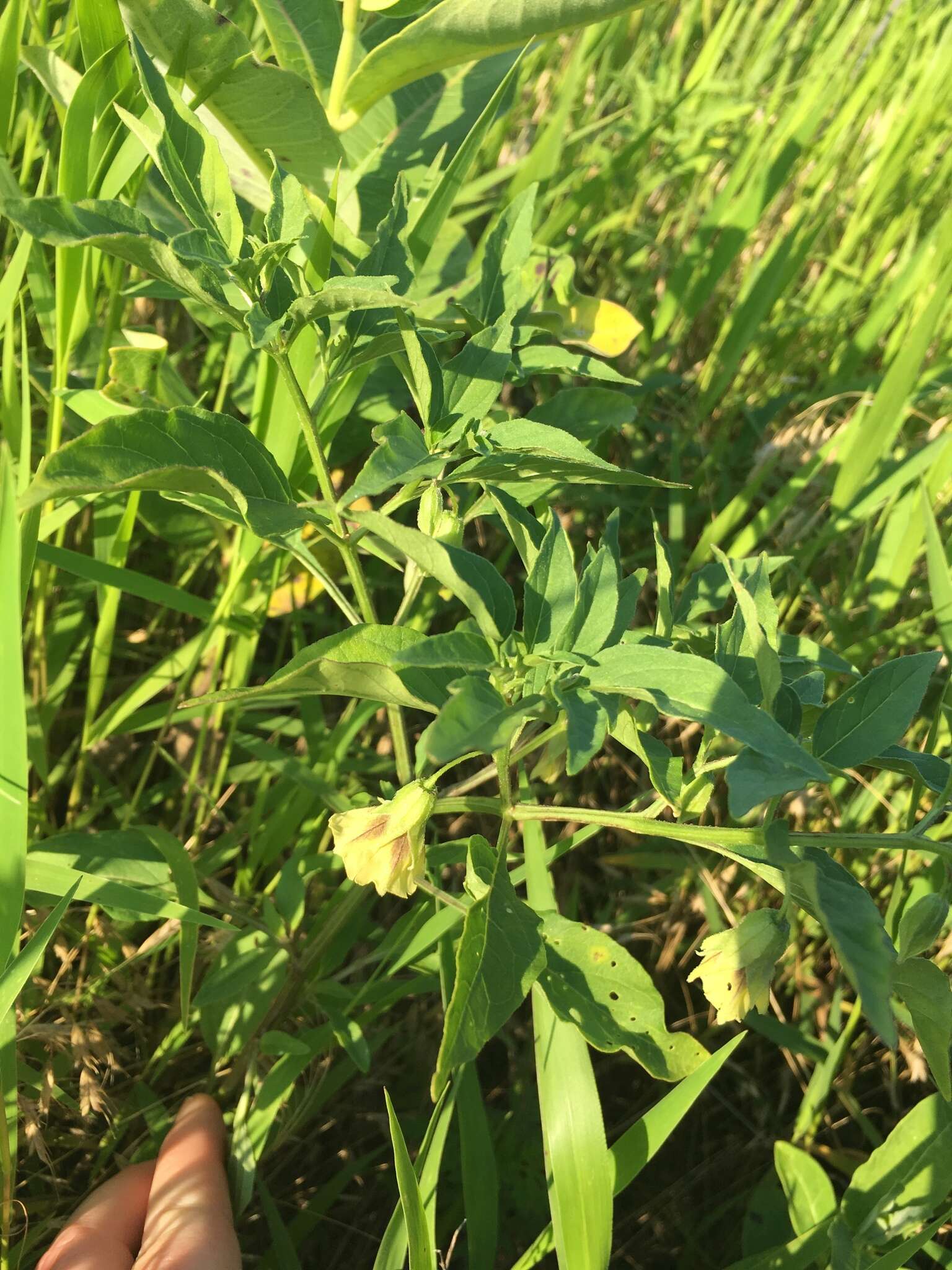 Physalis virginiana Mill.的圖片