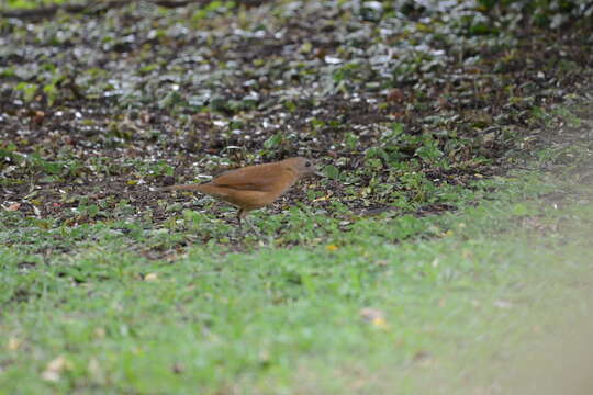 Image of Cocoa Thrush