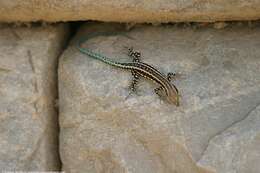 Image of Anatolian Rock Lizard