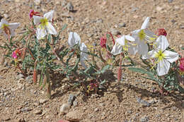 Слика од Oenothera pallida subsp. pallida