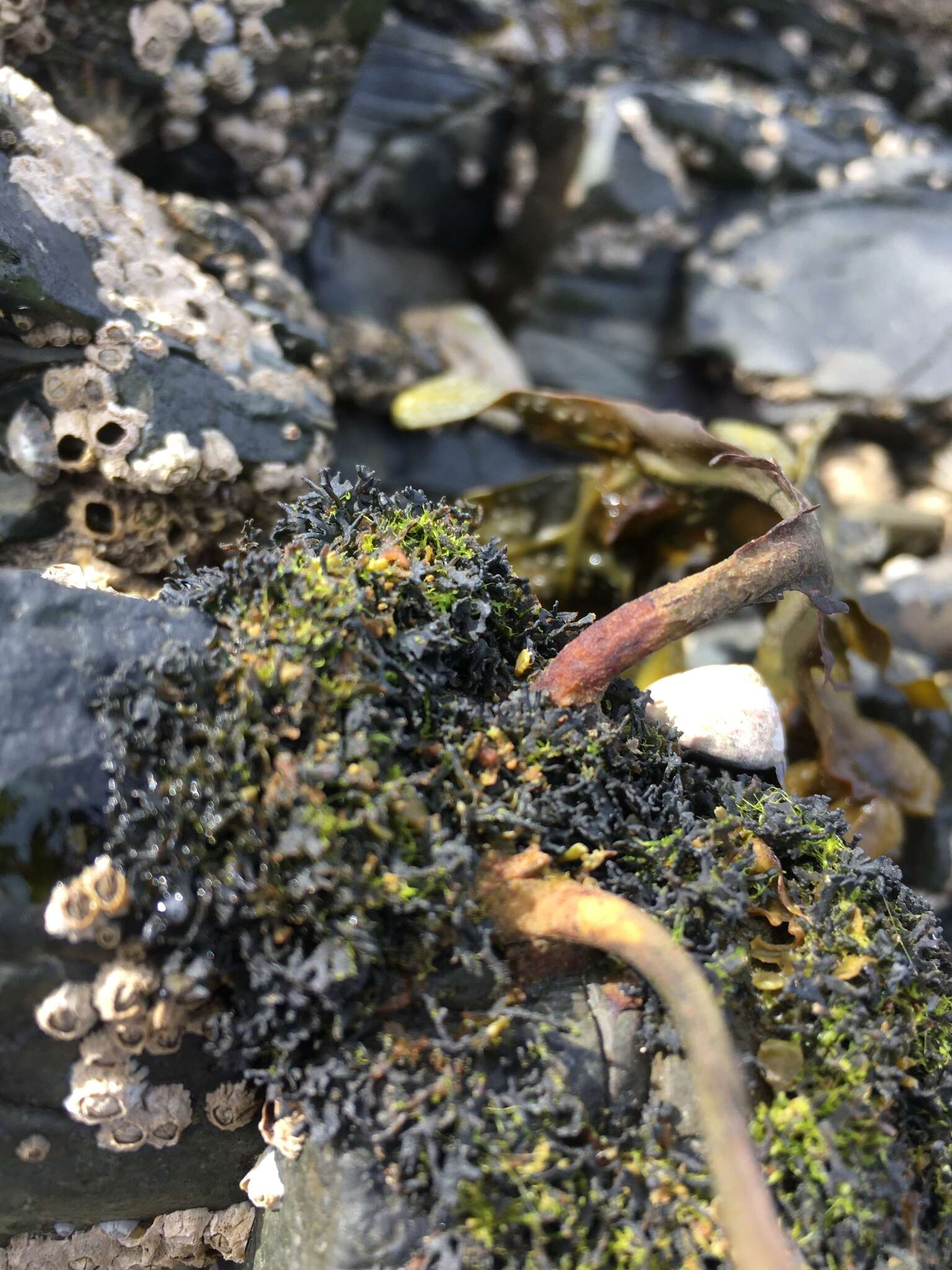 Image of seaweed lichen