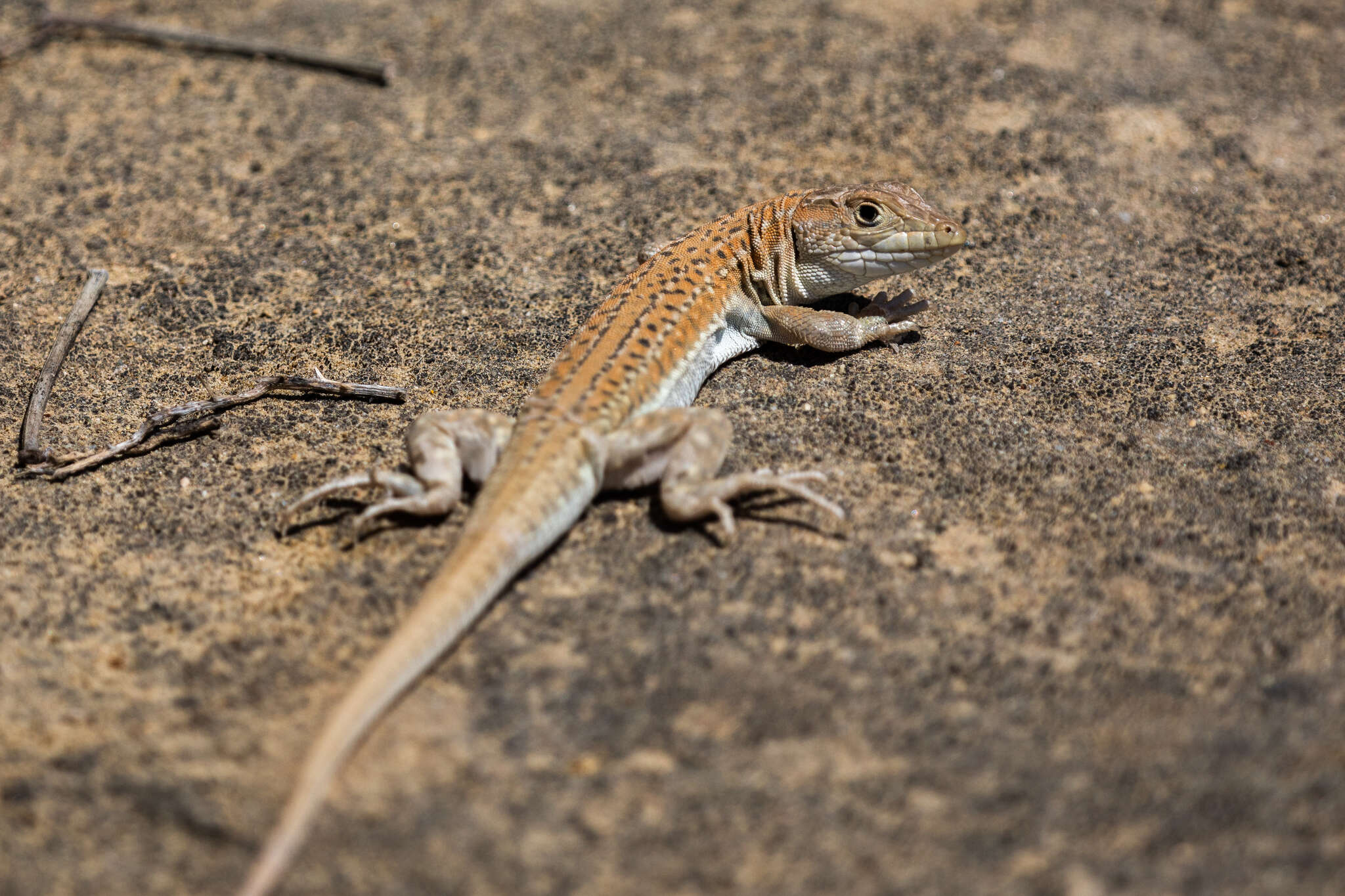 Image of Schreiber's Fringe-fingered Lizard