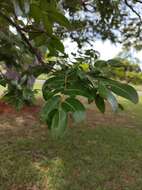 Image of Langsdorf's copaifera