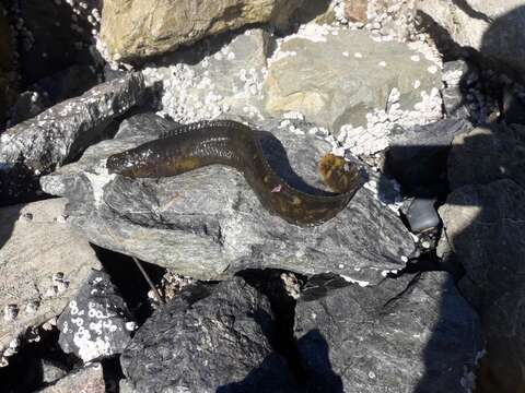 Image of Rock blenny