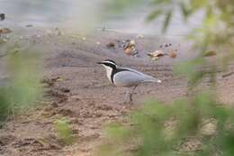 Image of Egyptian plovers