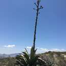 Image of Agave scaposa Gentry