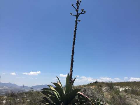 Image of Agave scaposa Gentry