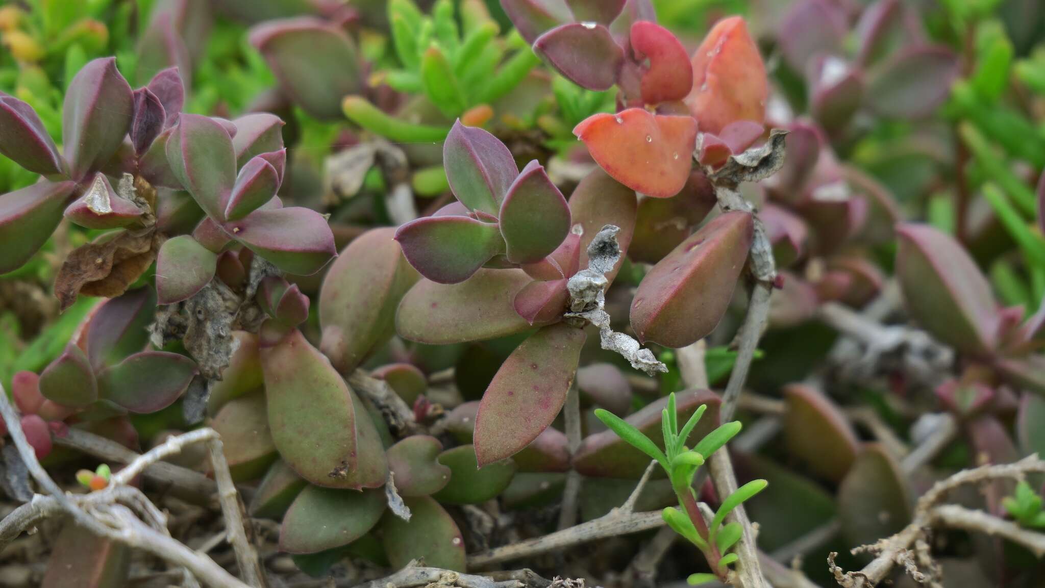 Image of Delosperma patersoniae (L. Bol.) L. Bol.