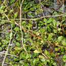 صورة Ludwigia microcarpa Michx.