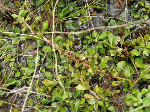 Image de Ludwigia microcarpa Michx.