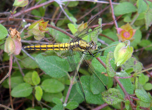 Image of Black-tailed Skimmer