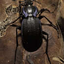 Image of Carabus (Tanaocarabus) sylvosus Say 1823