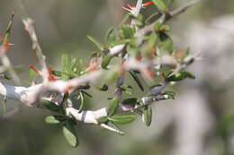 Imagem de Castela erecta subsp. texana (Torr. & A. Gray) Cronquist