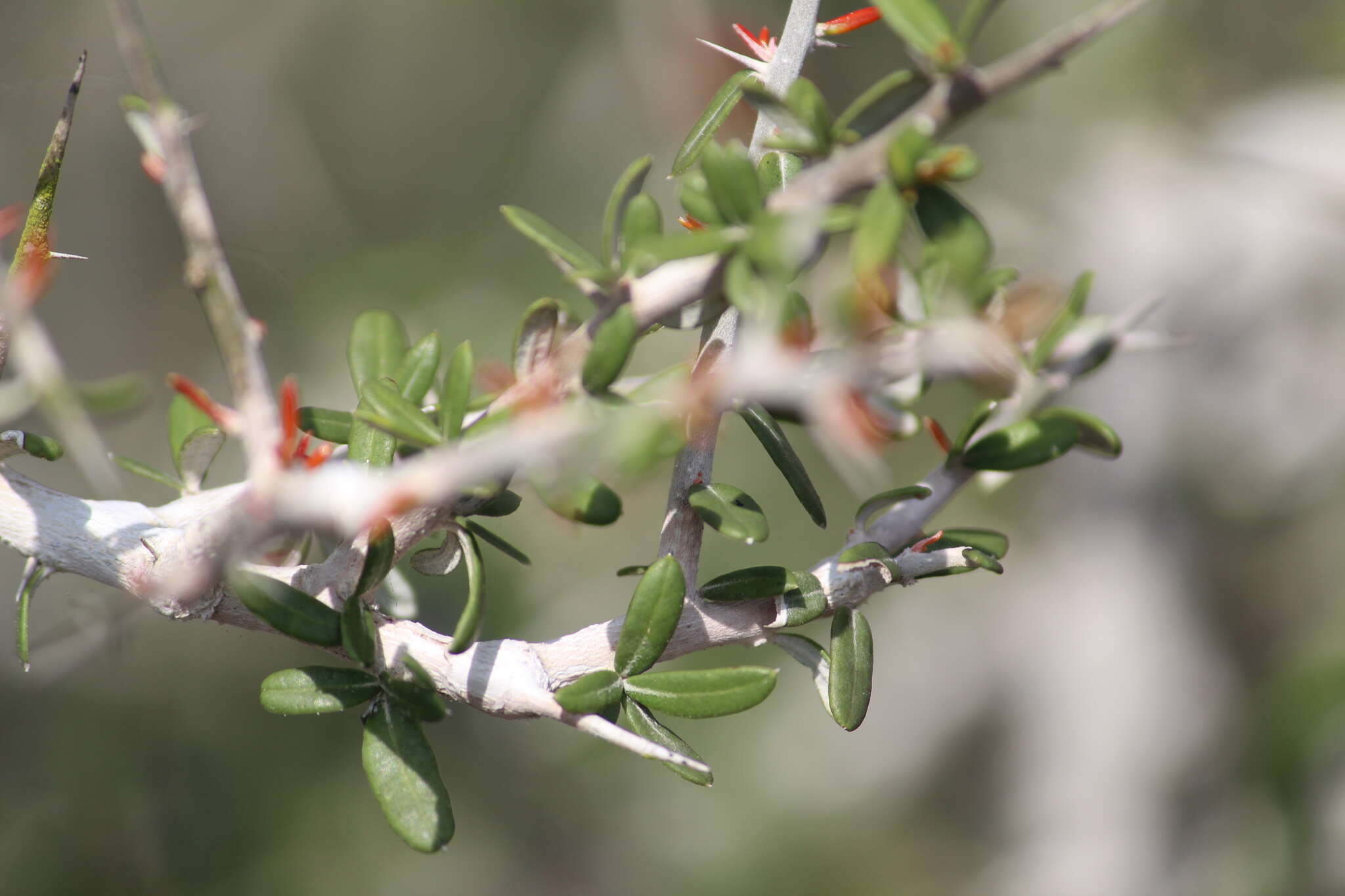 Image of Castela erecta subsp. texana (Torr. & A. Gray) Cronquist