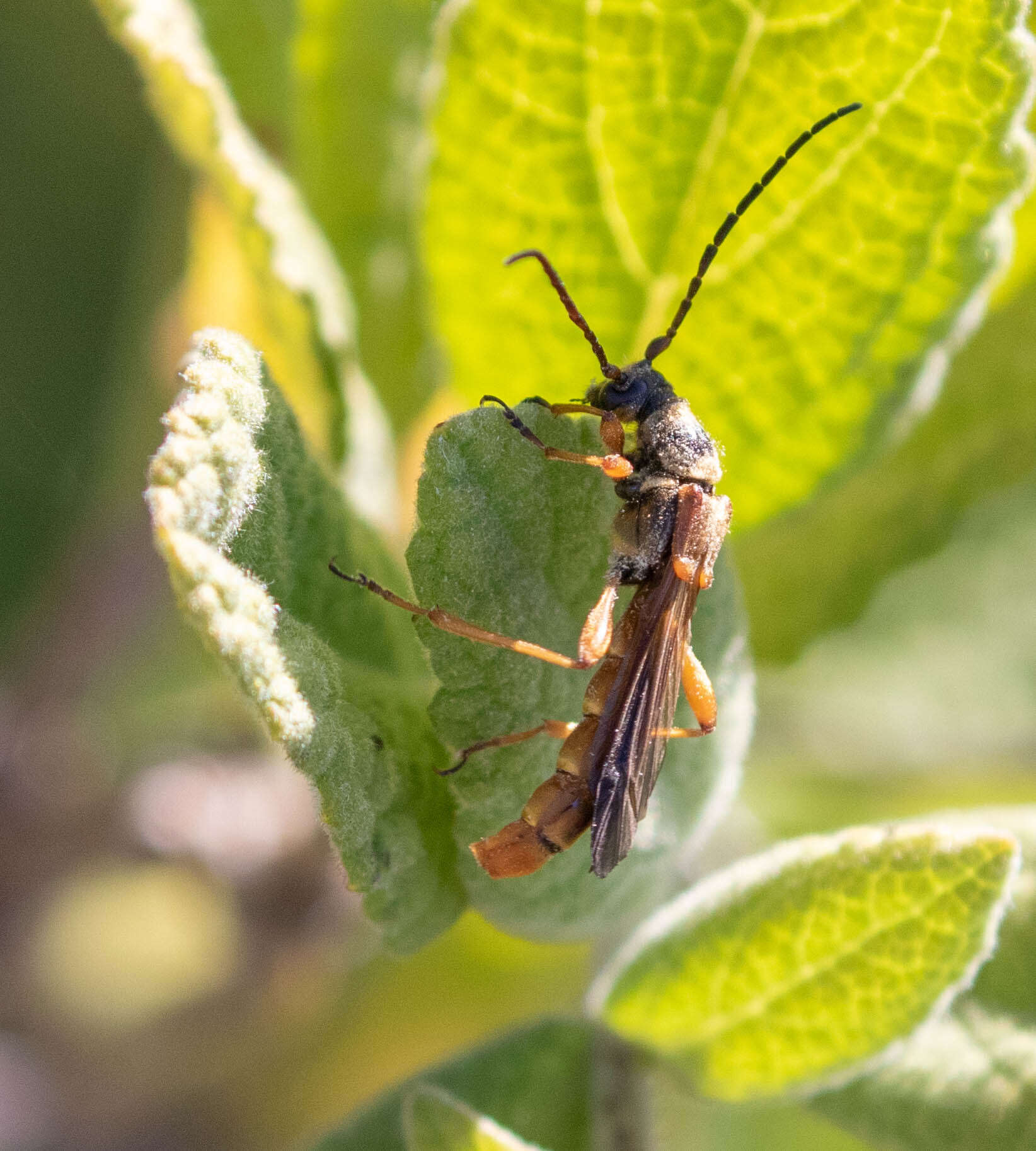 Plancia ëd Necydalis cavipennis Le Conte 1873