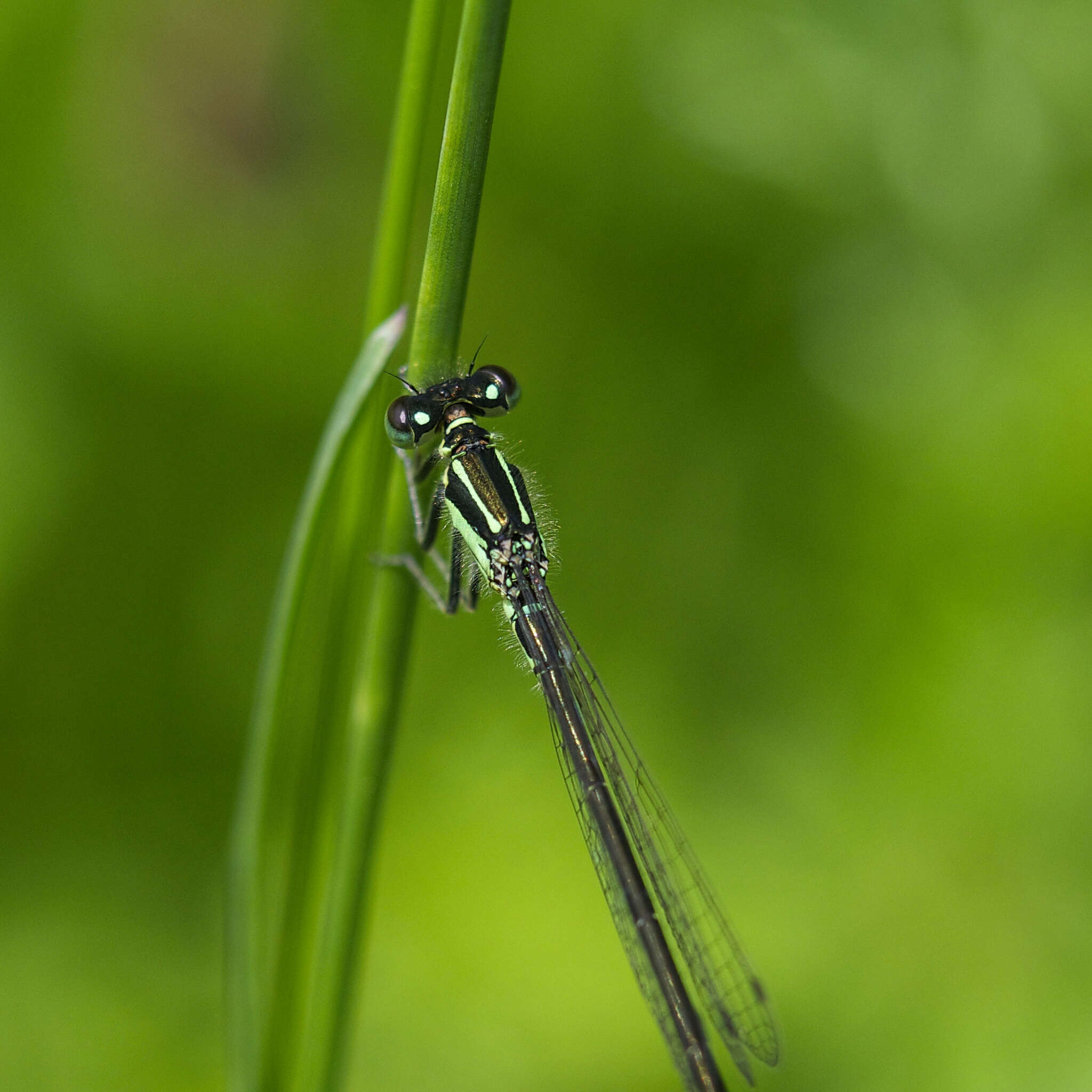 Image of Eastern Forktail