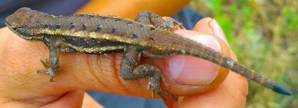 Image of Southern Prairie Lizard