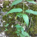 Image de Vincetoxicum scandens Sommier & Levier