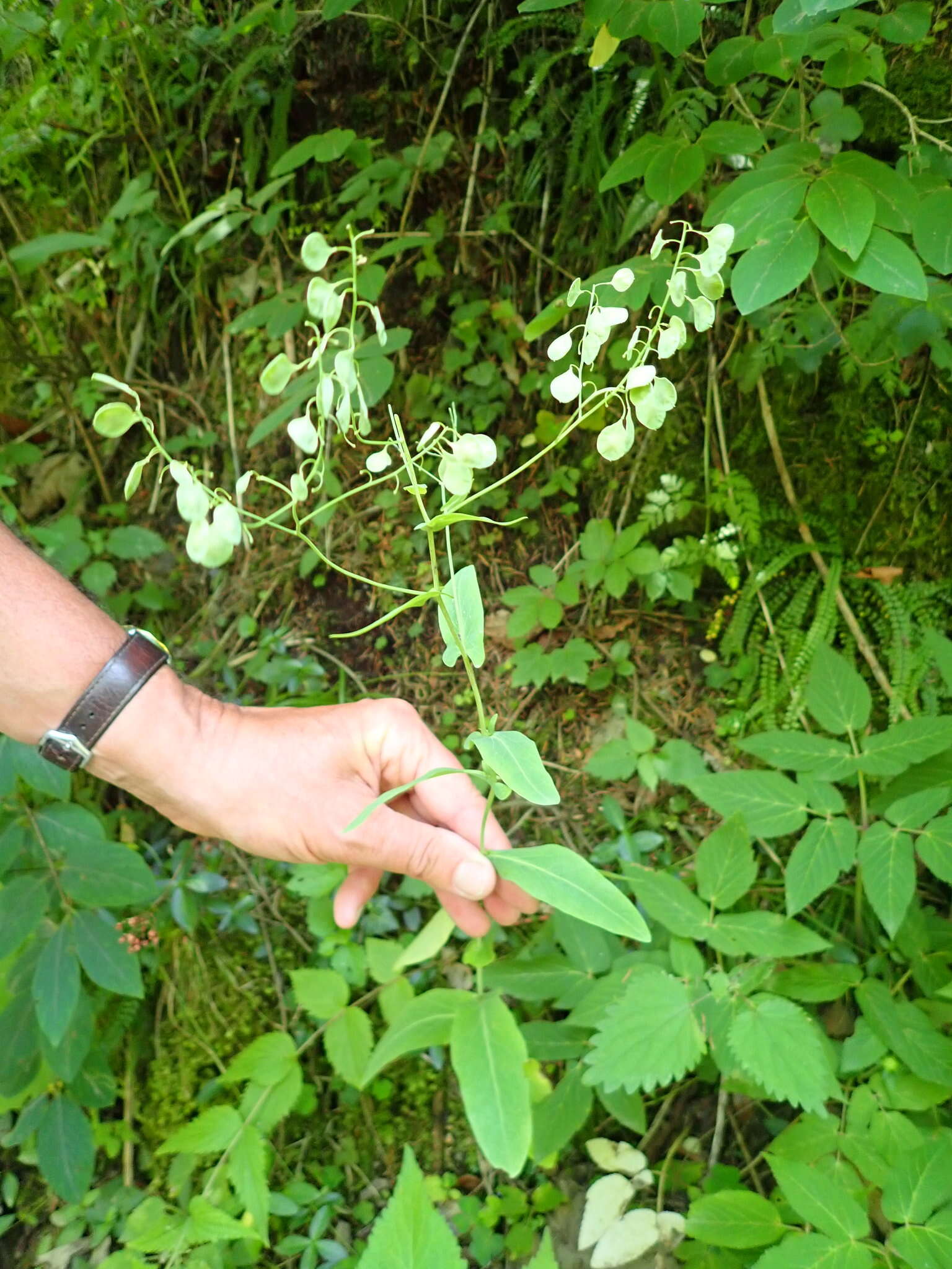 Plancia ëd Peltaria alliacea Jacq.