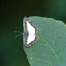 Image of Nymphidium lisimon attenuatum Stichel 1929