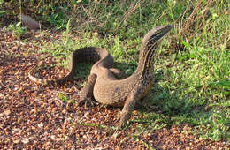 صورة Varanus panoptes panoptes (Storr 1980)