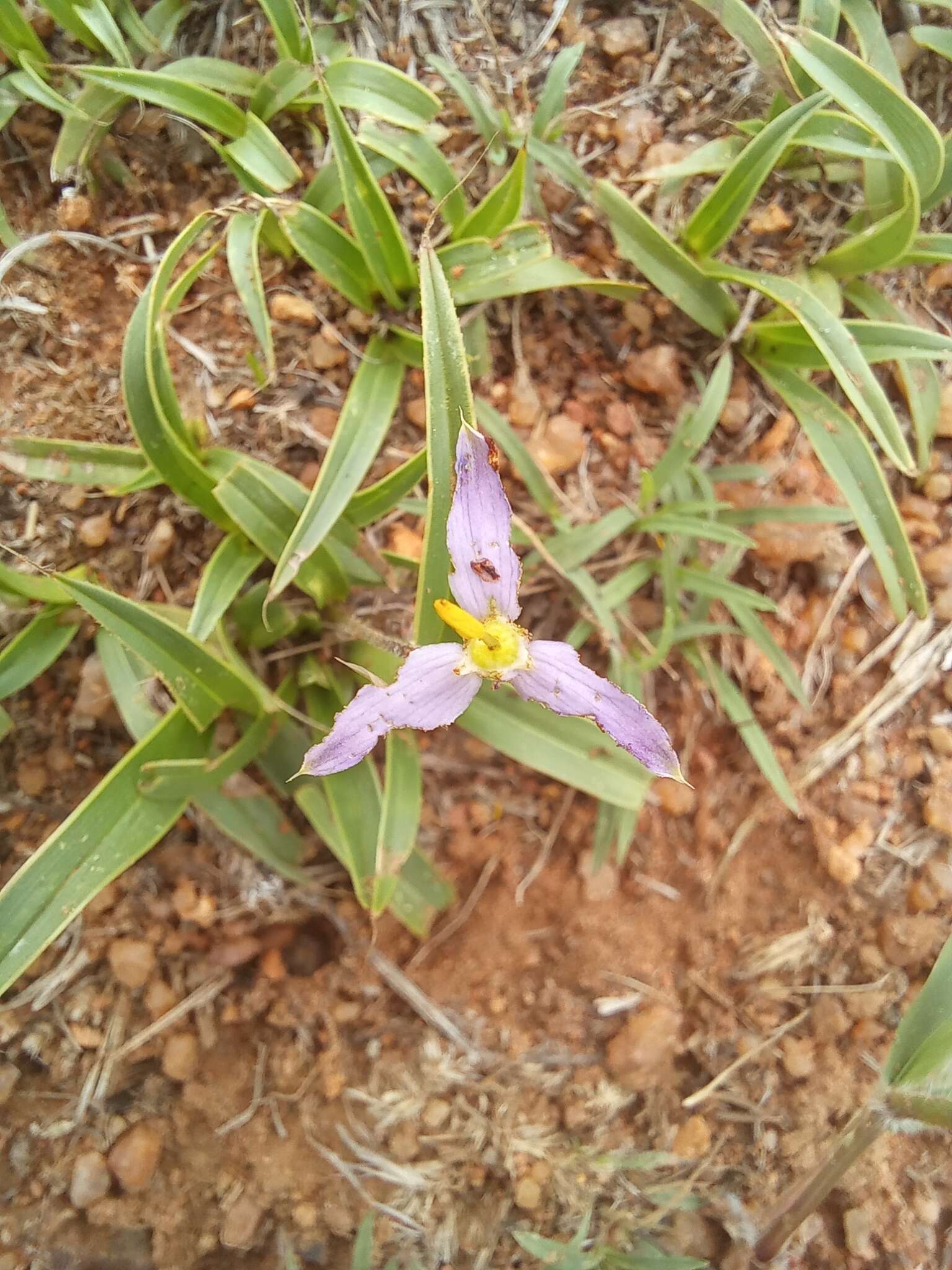 Image de Xerophyta humilis (Baker) T. Durand & Schinz