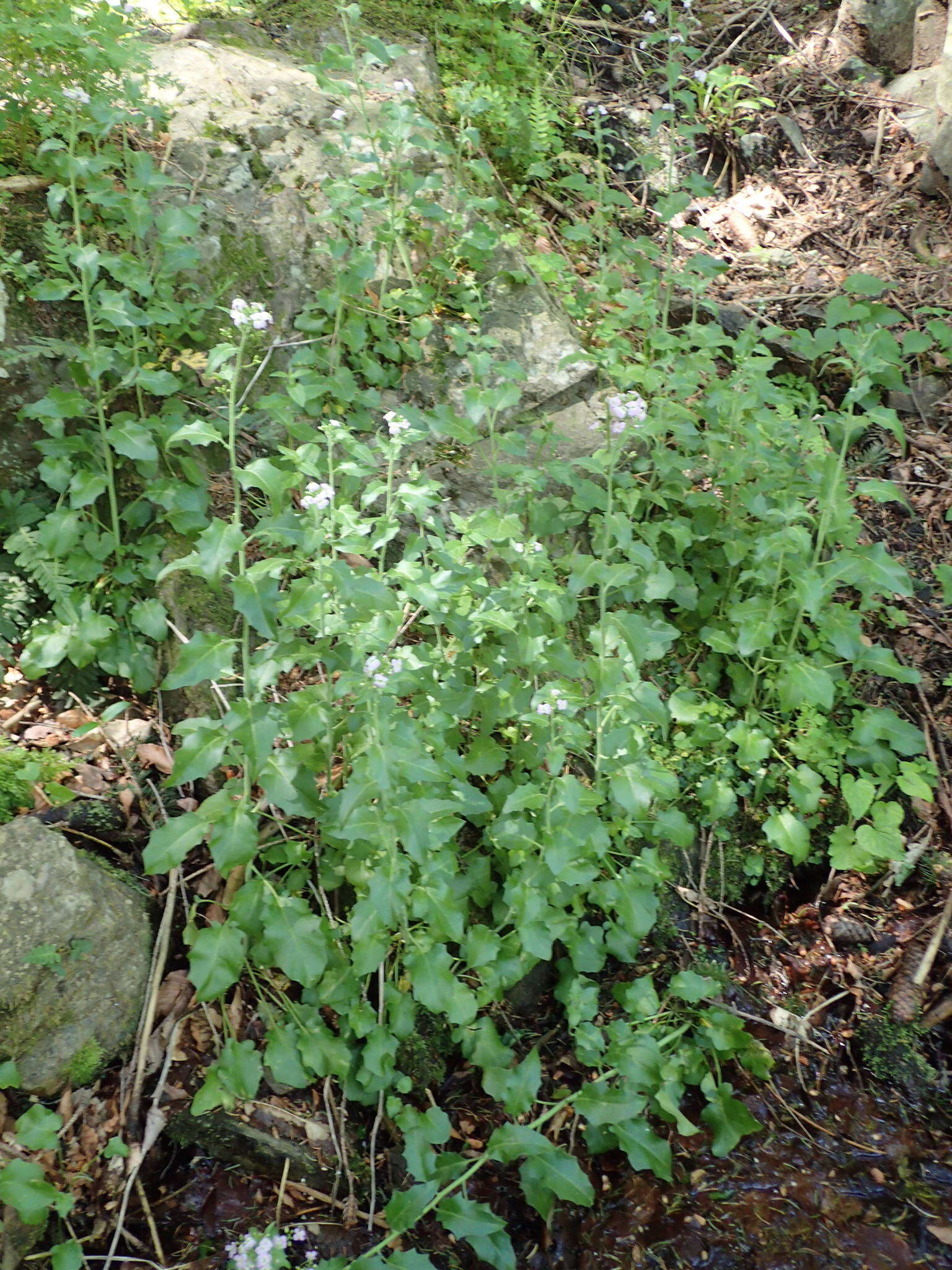 Слика од Arabidopsis cebennensis (DC.) O'Kane & Al-Shehbaz