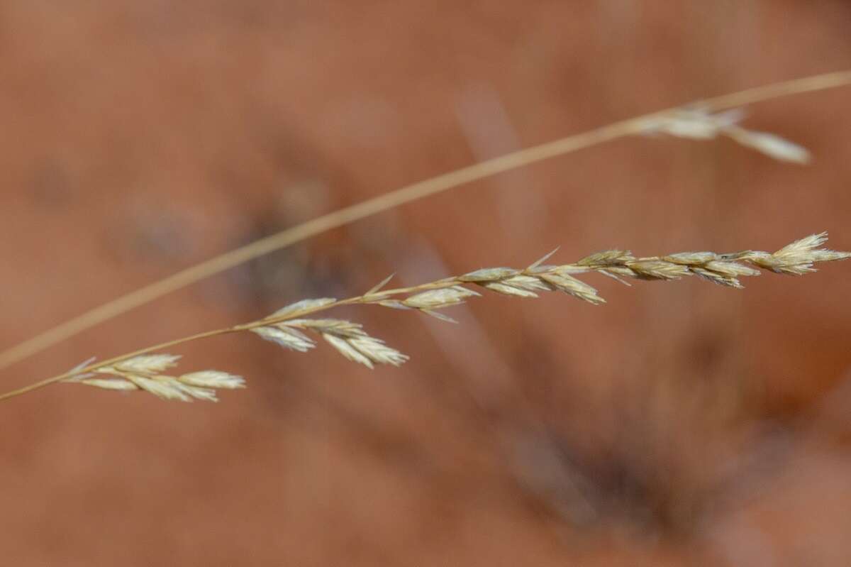 Plancia ëd Triodia scariosa N. T. Burb.