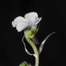 Sivun Viola weibelii Macbride kuva