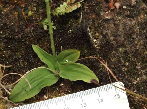 Imagem de Peristylus tentaculatus (Lindl.) J. J. Sm.