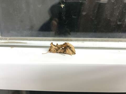 Image of Two-spotted Looper Moth, Twin Gold Spot