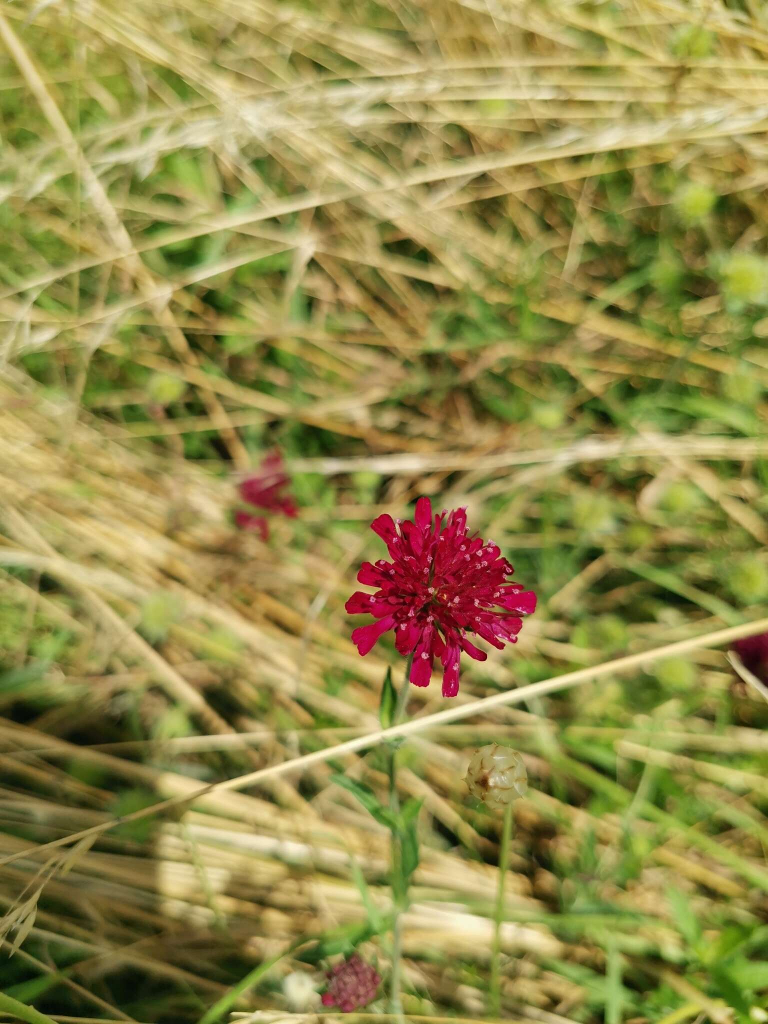 Image of Knautia macedonica Griseb.