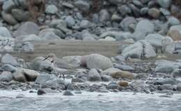 صورة Anarhynchus Quoy & Gaimard 1832