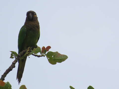 Image of Eupsittula pertinax ocularis (Sclater, PL & Salvin 1865)