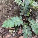 Image of Asplenium aureum Cav.