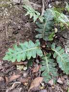 Imagem de Asplenium aureum Cav.