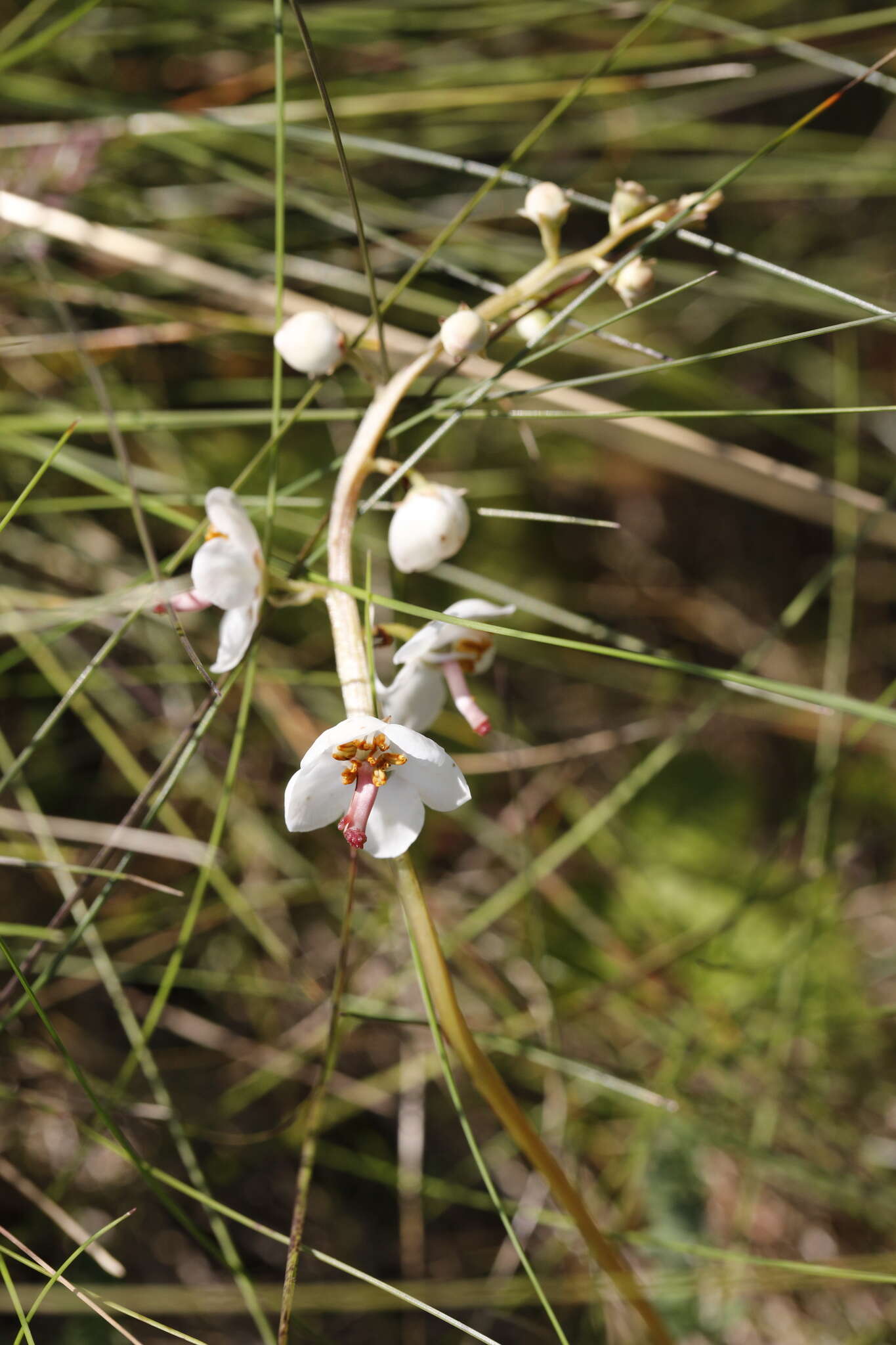 Image of Pyrola rotundifolia subsp. rotundifolia