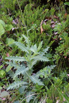 Imagem de Carduus defloratus subsp. summanus (Pollini) Arcang.