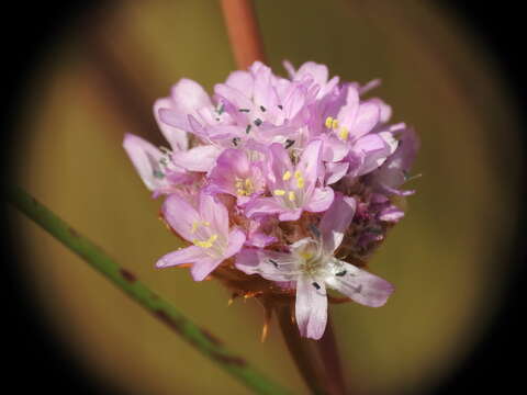 Image of Armeria arenaria (Pers.) Schult.