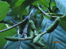 صورة Alnus acuminata Kunth