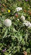 Image of Cirsium laniflorum (M. Bieb.) Fischer