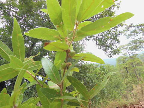 Image de Quercus salicifolia Née